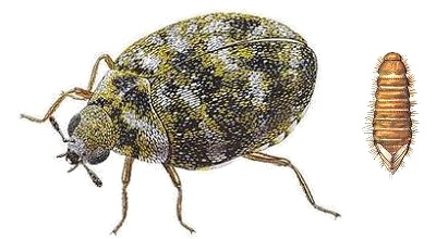 Carpet beetle control London UK