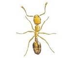 Pharaohs Ants